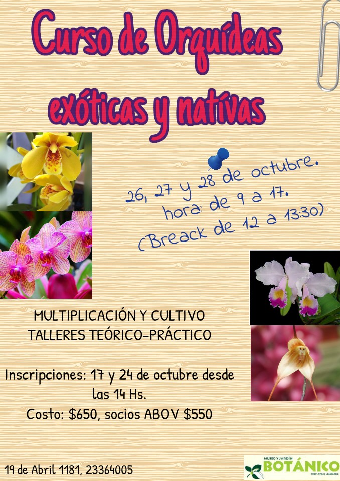 Curso de Orquídeas Exóticas y Nativas | Museo Jardín Botánico Prof. Atilio  Lombardo