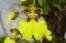 imágenes de orquídeas