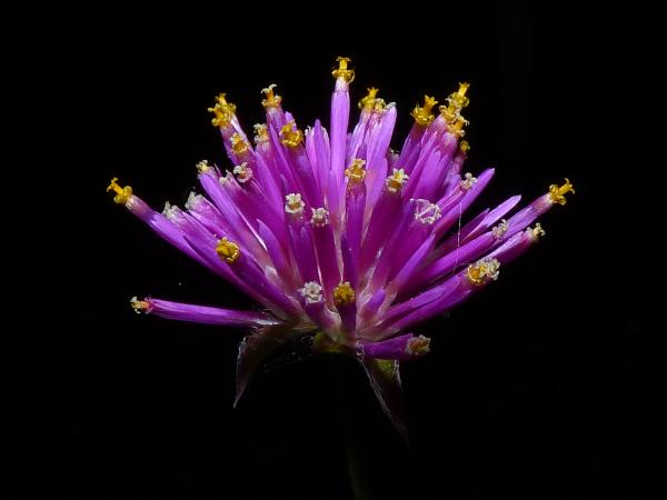 Curso Presencial Flora indígena ornamental Marzo 2022