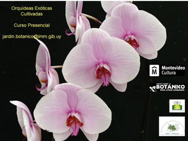 Afiche Curso presencial Orquídeas Exóticas cultivadas octubre 2020