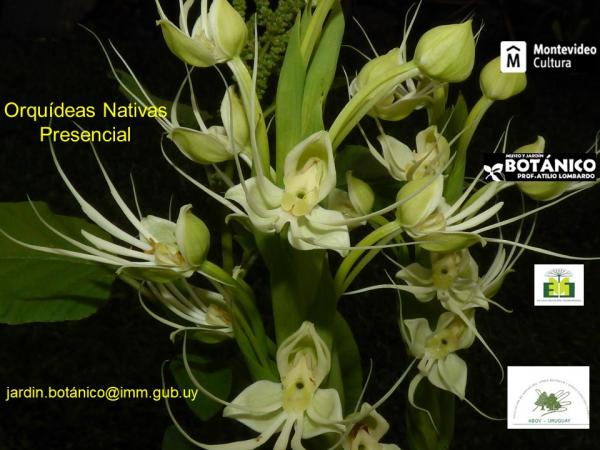 Afiche Curso presencial Orquídeas Indígenas Nativas del Uruguay setiembre 2020