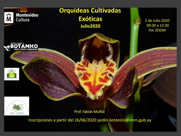 Curso VIRTUAL Orquídeas Cultivadas Exóticas
