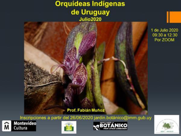 Curso VIRTUAL Orquídeas Indígenas del Uruguay