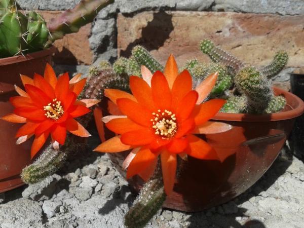 Cactus flor