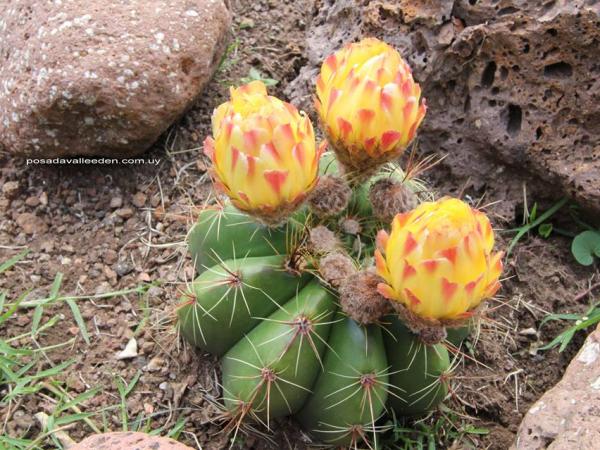 Cactus flor