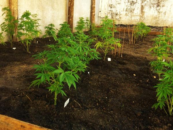 Plantación Cannabis