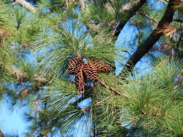 Cono Pinus elliottii