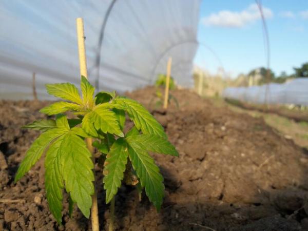 Cultivo Cannabis