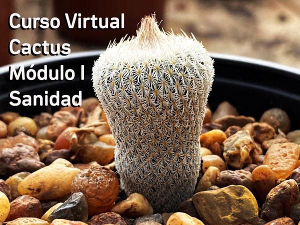 Taller Virtual de Cactus Módulo I Sanidad julio 2021