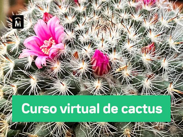 Taller Virtual de Cactus Módulo II 30 de julio 2021