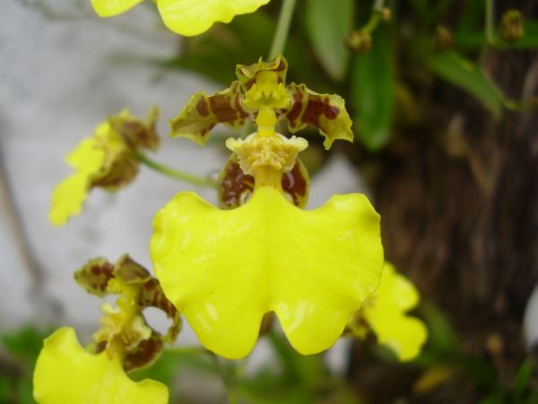 imágenes de orquídeas