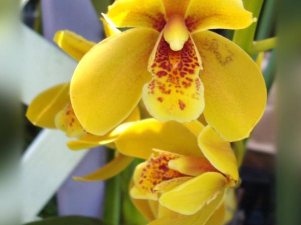 ímágen de orquídeas
