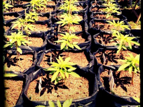 Plantines Cannabis