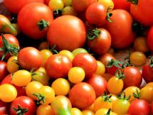 Charla virtual cultivo de Tomate agosto 2021