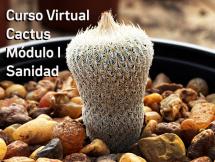 Taller Virtual de Cactus Módulo I Sanidad julio 2021