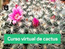 Taller Virtual de Cactus Módulo II 30 de julio 2021